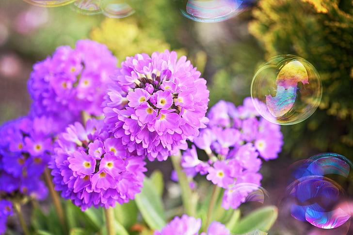 primrose, drumstick, pink, spring flowers, garden, nature, soap bubbles