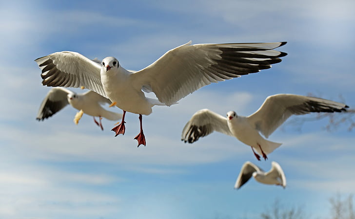 seagull, bird, animal, fly, close, coast, water bird