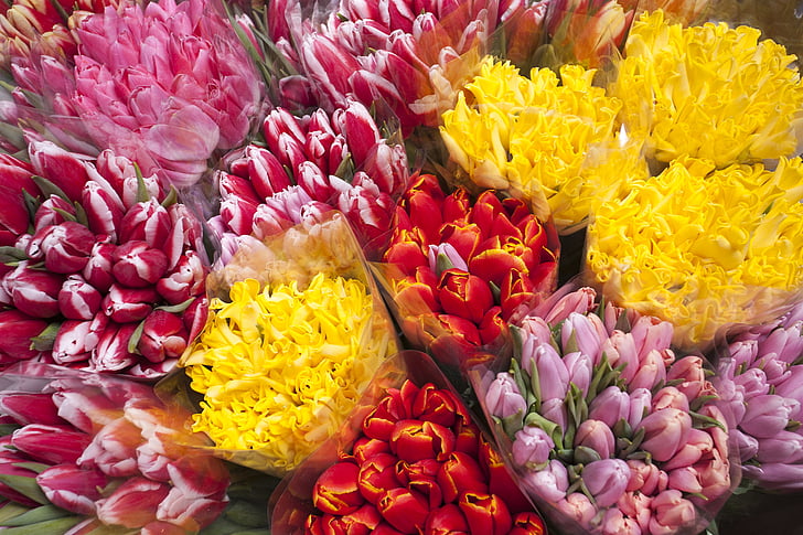 tulipani, cvetje, svetlo, Multi color, rumena, rdeča, šopki