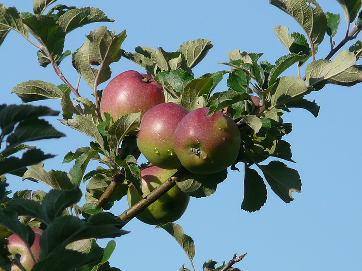 Jabłko, Jabłoń, czerwony, jesień, witaminy, Frisch, zdrowe