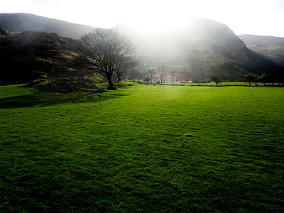 vert, Meadow, Irlande, humeur, lumière de retour, herbe, nature