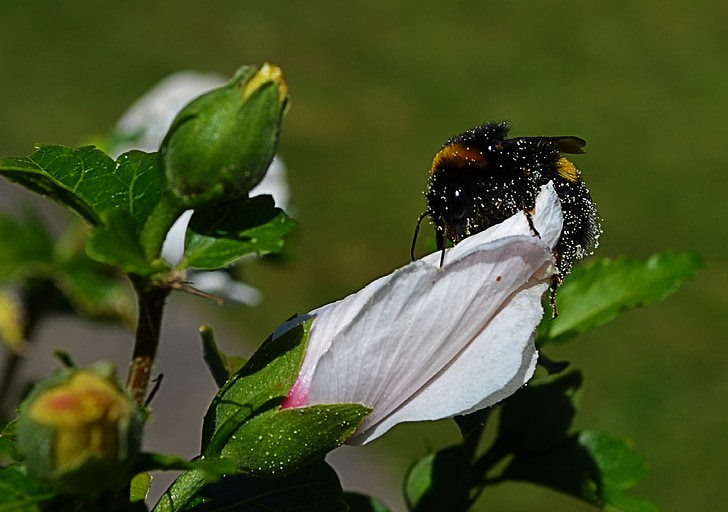 natuur, bloem, dier, insect, Bumble-bee