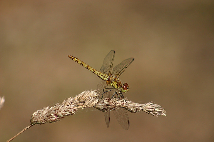dragonfly, green hawker, damselfly, insect, macro, nature, wildlife