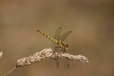 Dragonfly, verde hawker, damselfly, insectă, macro, natura, faunei sălbatice