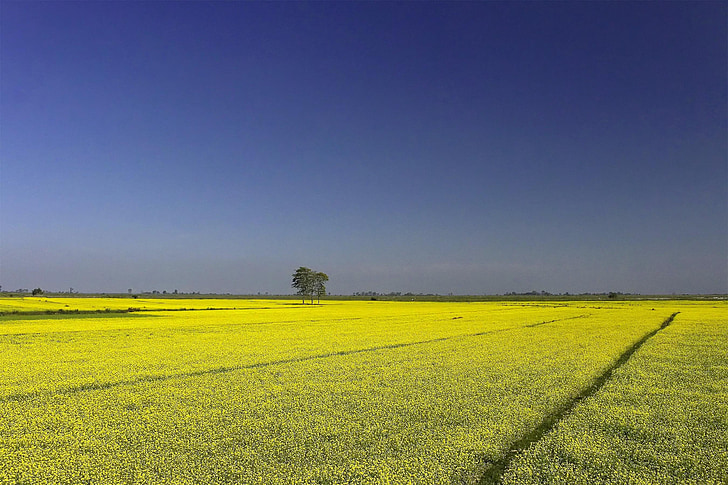 mustard, farming, cultivation, yellow, blue, landscape