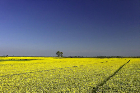 senap, jordbruk, odling, gul, blå, landskap