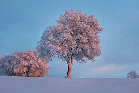 landschap, natuur, hemel, sneeuw, bomen, winter, boom