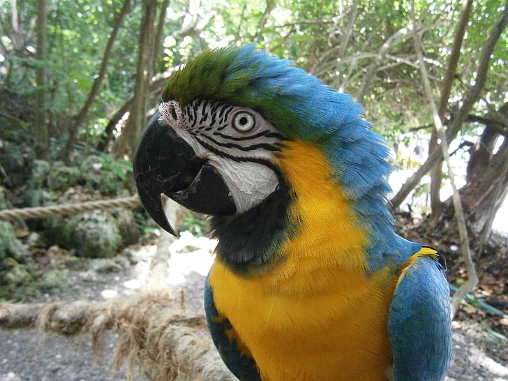 papagal, pasăre, albastru, galben, ochi, cioc, tropicale