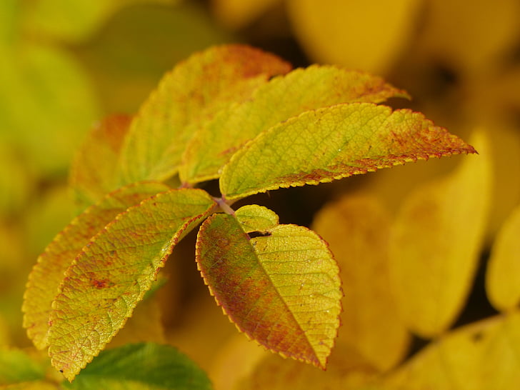autumn, fall, leaves, foliage, nature, season, yellow