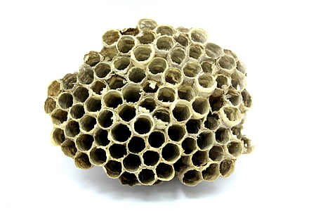 蜜蜂, 蜂巢, 蜂蜜, 昆虫, 工作, 品种, 飞