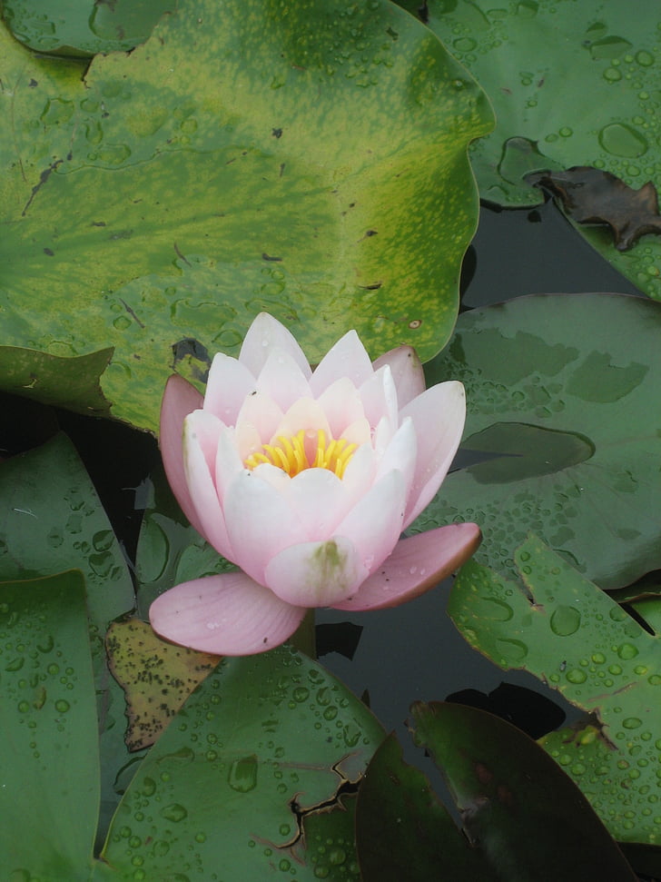 Lily, water, roze