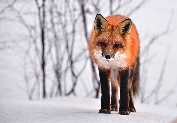 Fox, dier, natuur, winter, fauna, Roux, wild dier