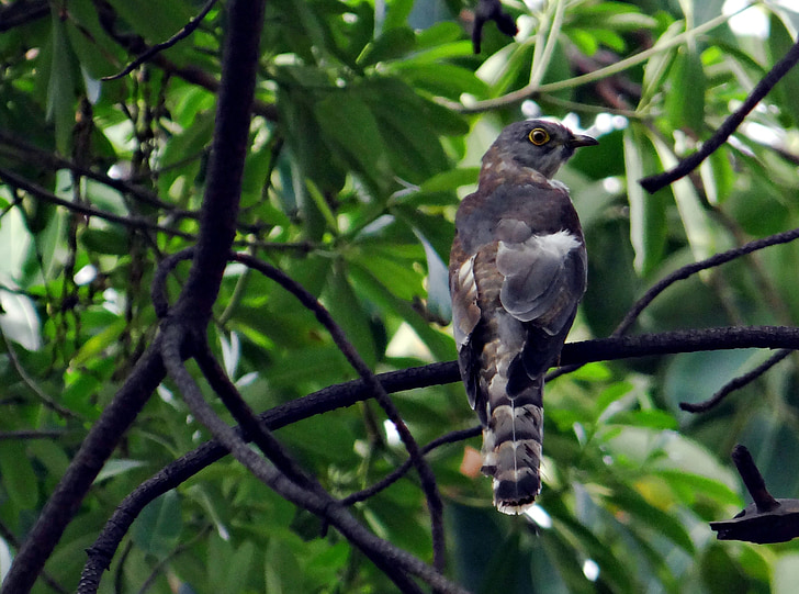 brainfever vták, Kukučka obyčajná hawk, Kukučka, vták, hierococcyx varius, Ghaziabad, India