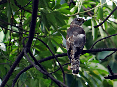 brainfever chim, phổ biến hawk-chim cúc cu, Cu cu, con chim, hierococcyx varius, Ghaziabad, Ấn Độ