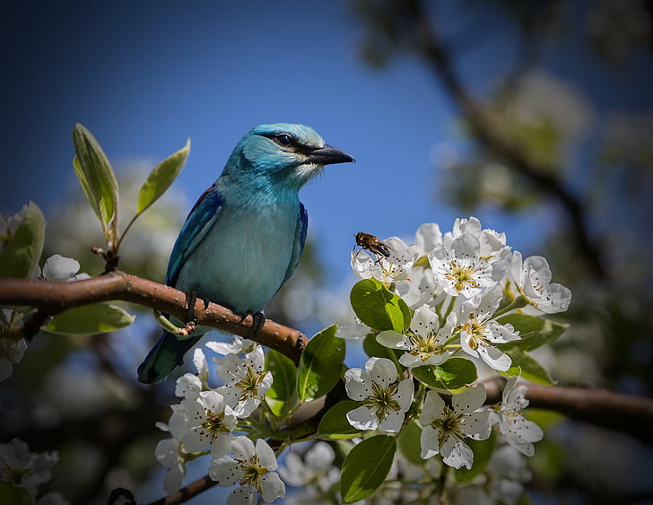 bird, blue, mood, close, nature, tree, cherry blossom