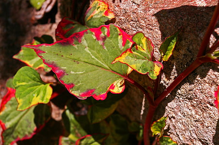šareni list, list, šarene, lišće, dekoracija, sastav, boje