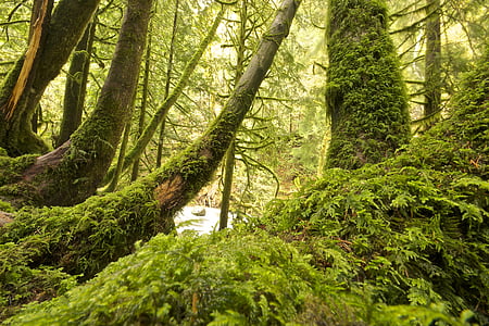 Moss, skog, vegetasjon, overgrodd, stammene, trær, natur