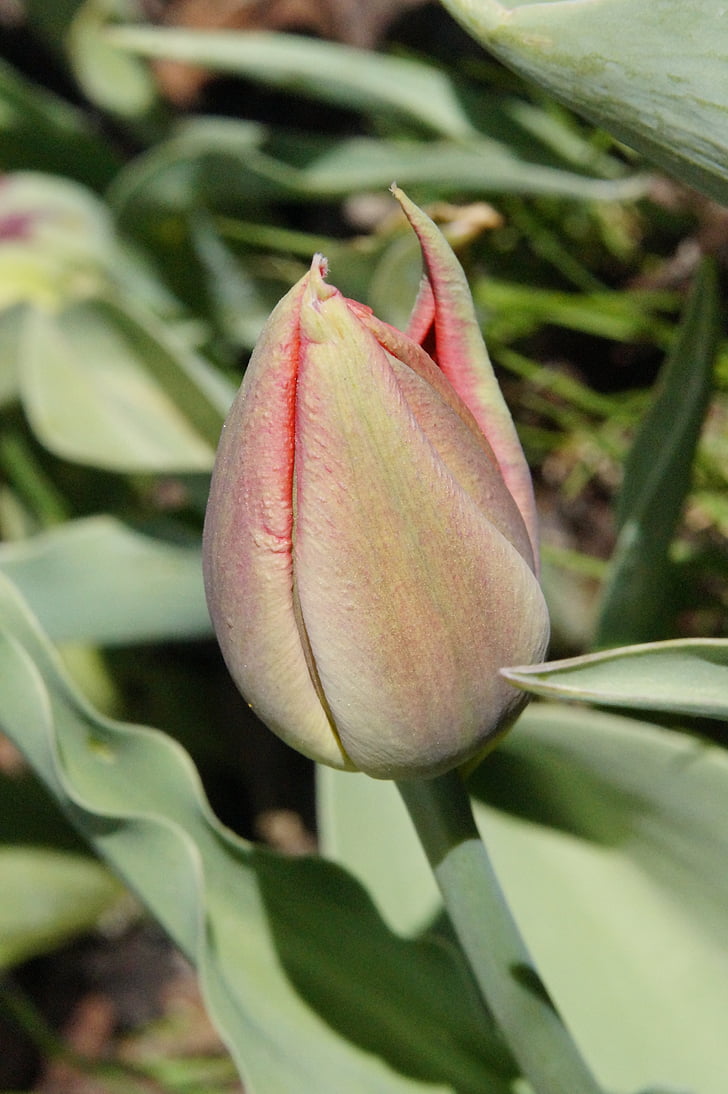 Tulip, ditutup, merah, mekar, bunga, musim semi, alam