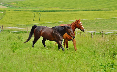 коне, за двама, съединител, жребец, ядат, ливадата, кафяв
