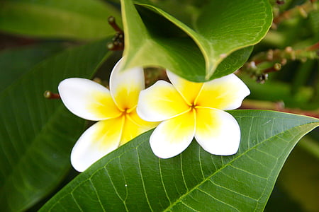 flor, folha, Branco, amarelo, planta, pétala