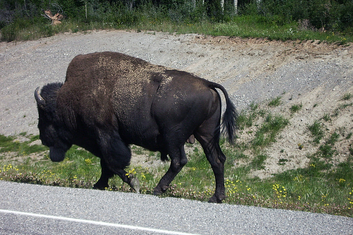 Buffalo, bizon, Kanada, sever, severozápadní Kanada