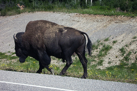 buffle, Bison, Canada, Nord, Nord-Ouest du canada