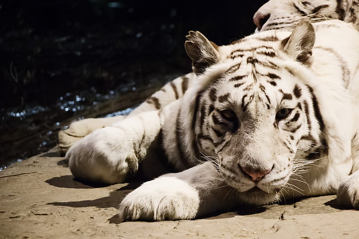 Тигър, животните, Зоологическа градина, PM, парк, природата, Открит