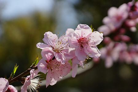 žydinčios japoniškos sakuros, gėlė, rožinė, pavasarį