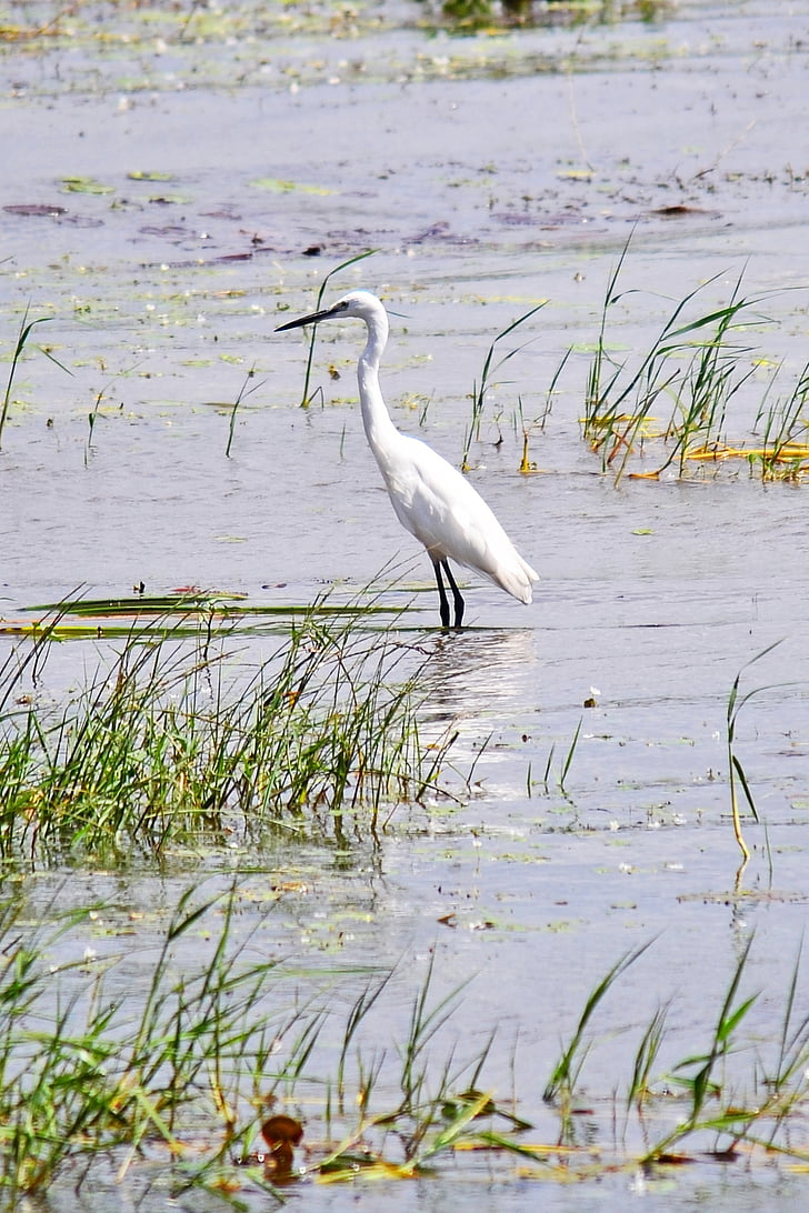 Crane, putns, pastāvīga, balta, savvaļas dzīvnieki, putnu vērošana, Sri lanka