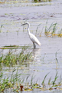 Crane, putns, pastāvīga, balta, savvaļas dzīvnieki, putnu vērošana, Sri lanka