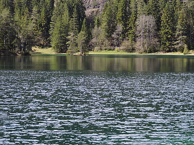 fernsteinsee, vode, zelena, jezero, stabla
