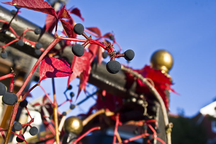 efterår, gelænder, vin, vilde, begroning, vin partner, høst