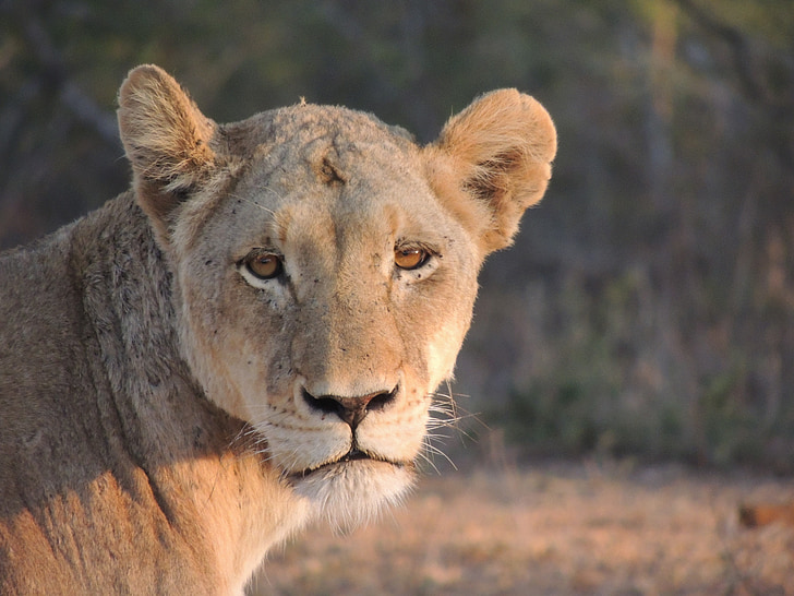 Löwin, Safari, die Welt der Tiere, Afrika, Savannah, Predator, Löwe-Frauen