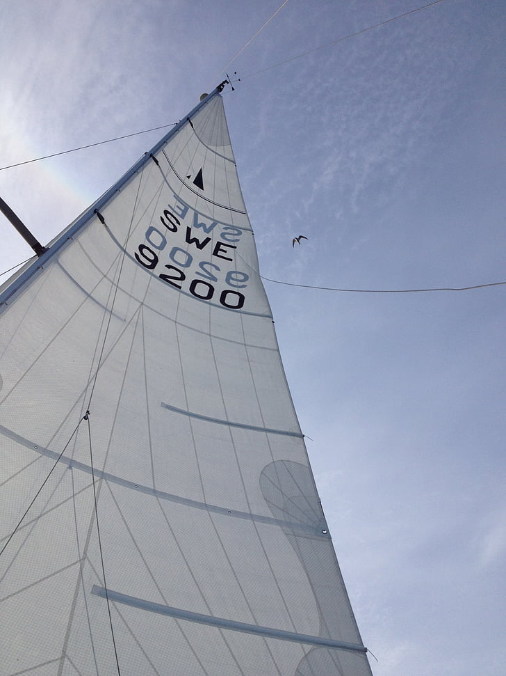 sail, mast, sky, bird, blue