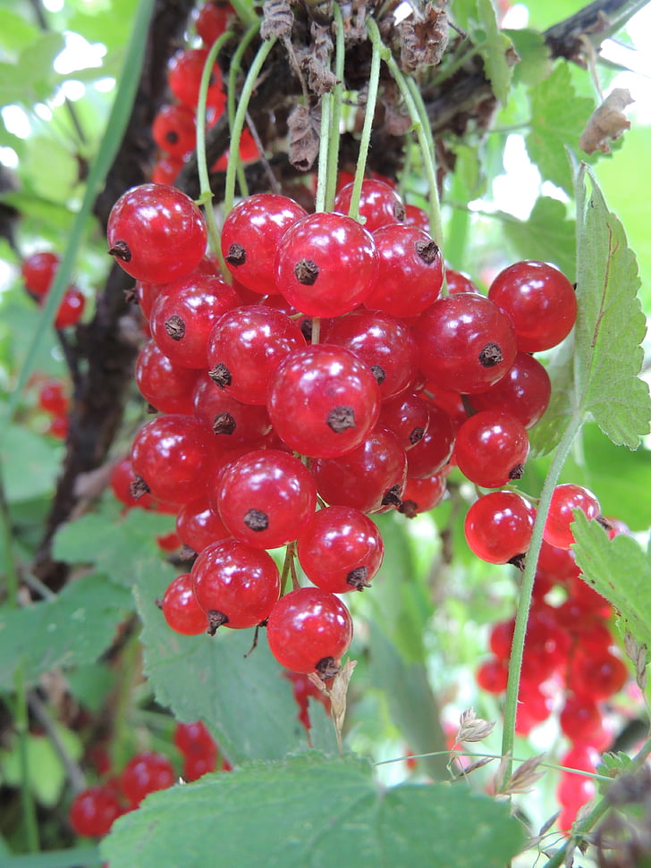 currant, berry, closeup, summer, red currant, useful, harvest