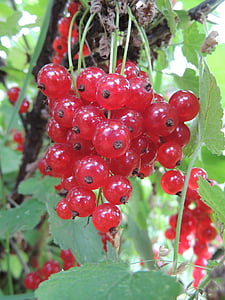 currant, Berry, cận cảnh, mùa hè, Red currant, hữu ích, thu hoạch