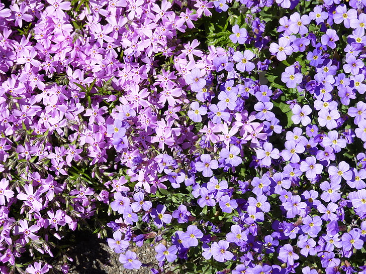 Blume, Blüte, Bloom, Frühling, Steingarten, lila, Flora