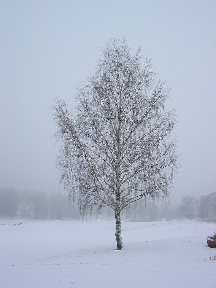 winter, tree, cold, field, frozen, sweden, winter magic