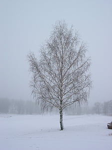 взимку, дерево, холодної, поле, заморожені, Швеція, Чарівний зимовий