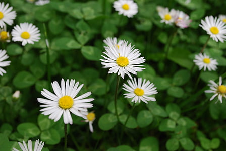 Puutarha, Daisy, kasvi, valkoinen, kevään, Blossom, Bloom