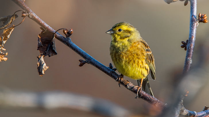 the strand, bird, nature, beak, branch, perched, sitting