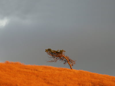 Brittany, koks, unikāls, daba, dzeltena, rudens