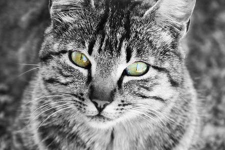 con mèo, đôi mắt, râu, mèo nhà, mèo, vật nuôi, động vật