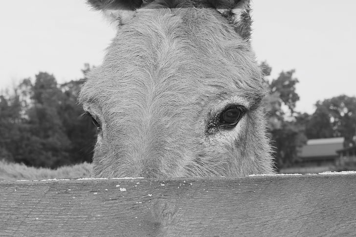 donkey, animal, farm, eyes, farm animals, head, fence