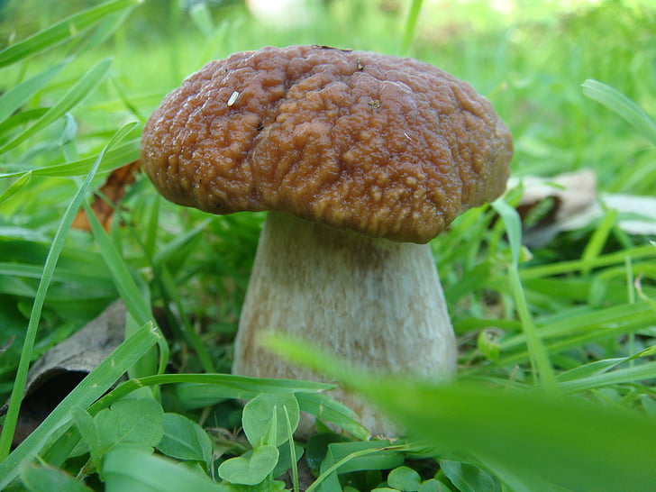 jamur, musim gugur, jamur putih, alam, jamur yang dapat dimakan