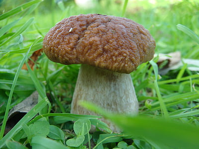 mushrooms, autumn, white mushroom, nature, edible mushrooms
