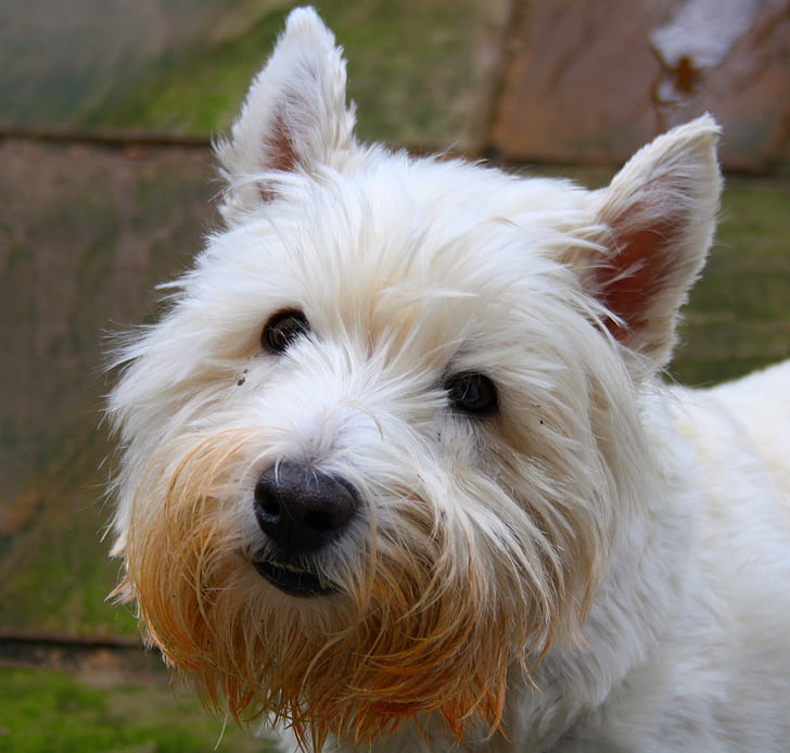 dog, humour, animal, pet, dogs, westie, west high