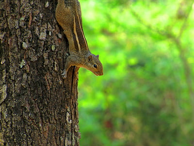 állat, Észak-amerikai mókus, közeli kép:, cuki, természet, rágcsáló, mókus