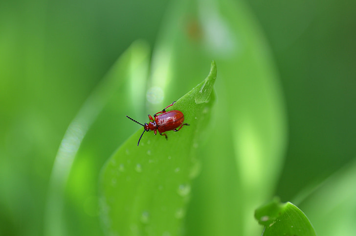 beetle, lily of the valley, sheet, green, nature, spring, insect