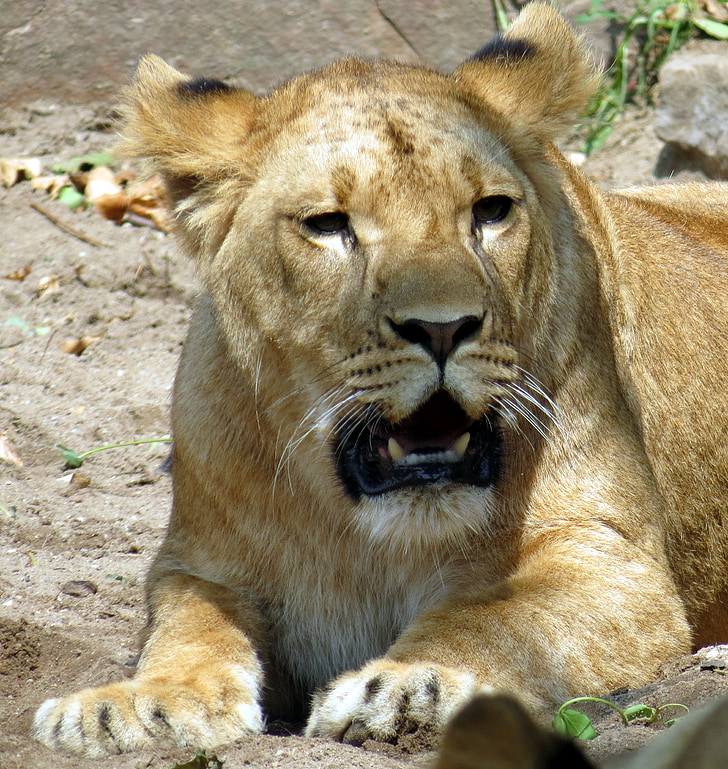 Lioness, Wildcat, Predator, Zoo, lejon, djur, däggdjur